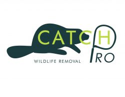 Catch Pro - logo concept